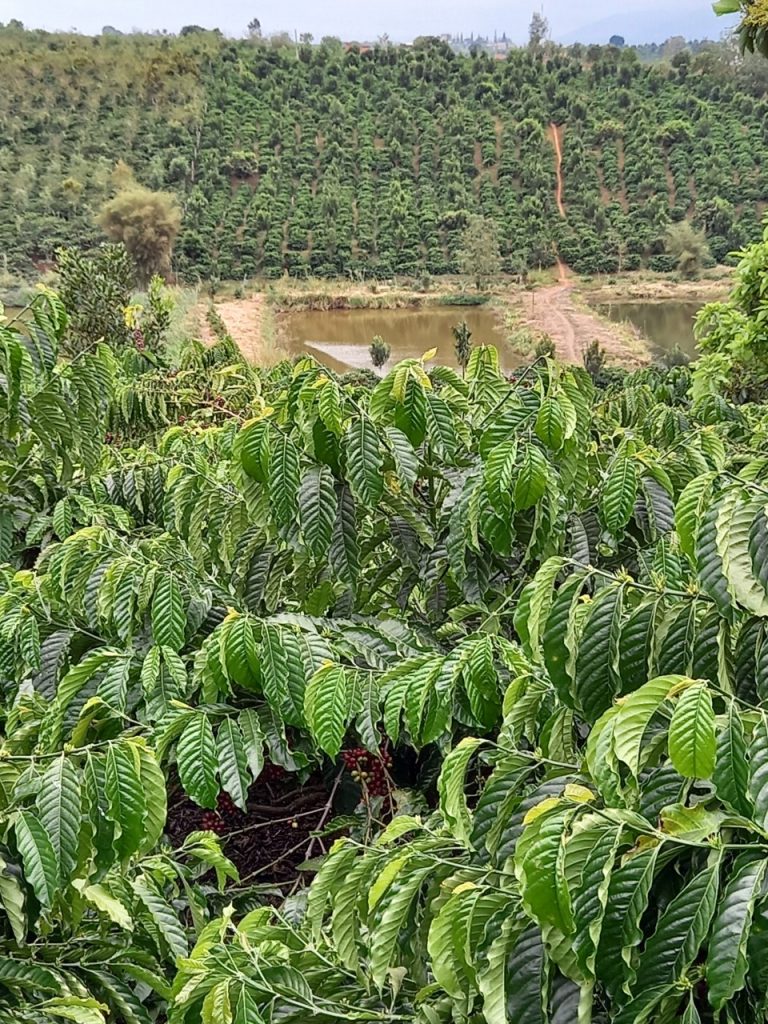 Cà phê nguyên chất trải qua công đoạn lựa chọn trái chín